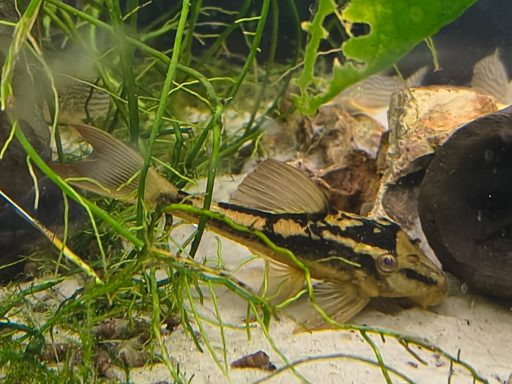 Roter Bruno - Cochliodon basilisko