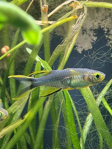 Celebes-Sonnenstrahlfisch